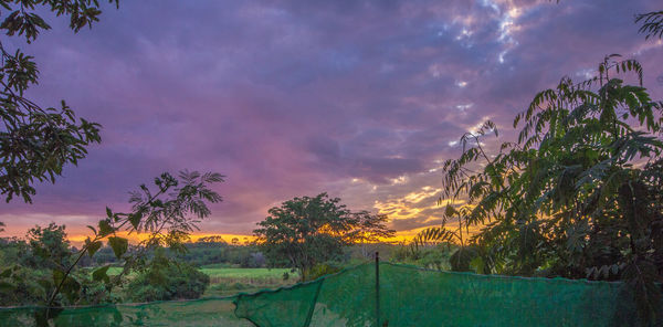 Scenic view of trees on field against sky at sunset