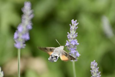 Close-up of insect pollinating on flower