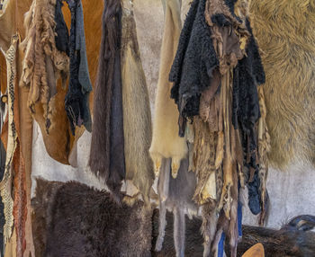 Close-up of animal hanging