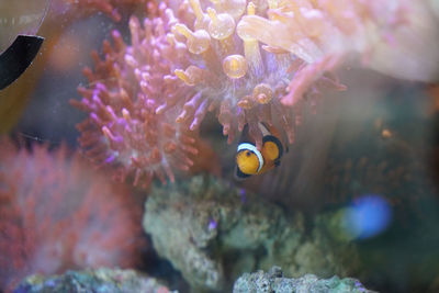 Close-up of fish swimming in aquarium