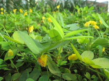 Close-up of yellow flowers