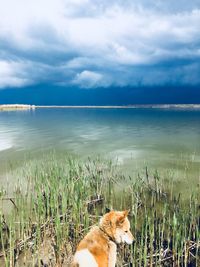 View of dog by sea against sky