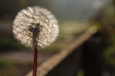 Close-up of dandelion against blurred background