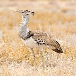 Full length of kori bustard on field