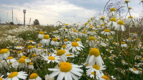 Close-up of yellow flowers blooming on field