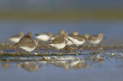 Close-up of birds perching on a water