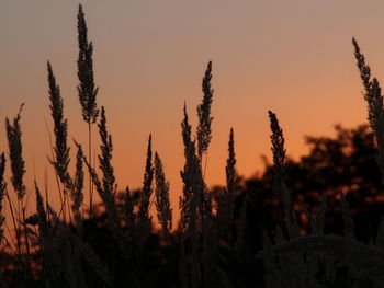 Close-up of plants on field against sky