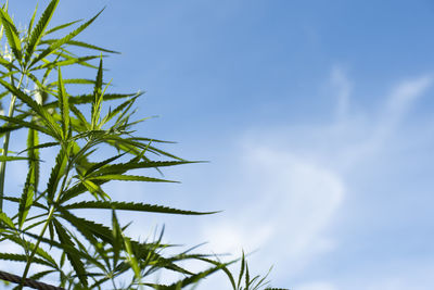 Low angle view of plant against sky