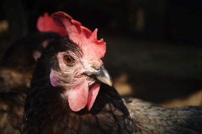 Close-up of a bird