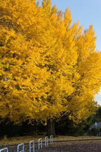 Trees on yellow autumn leaves