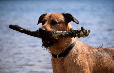 Close-up of dog holding stick in mouth