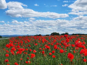 Red poppy flowers growing on field against sky
