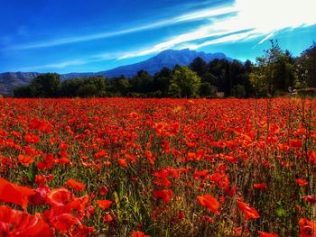 Red poppy flowers blooming on field against sky