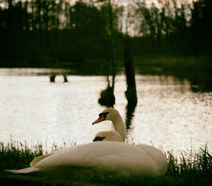 Swan swimming on lake