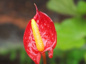 Close-up of red rose flower