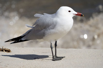 Close-up of seagull perching on a land