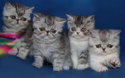 Kittens against blue background