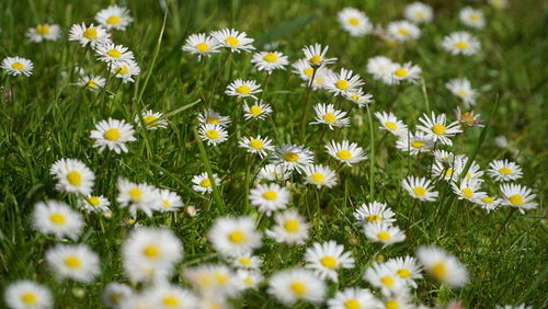 Close-up of white daisy flowers on field