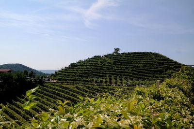 Scenic view of agricultural field against sky