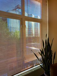 Potted plant against window at home