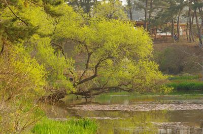 Trees by lake in forest