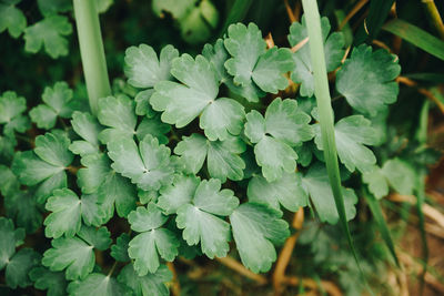 High angle view of flowering plant