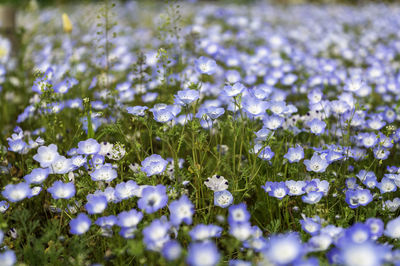 Close-up of purple flowers