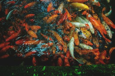 High angle view of fish swimming in water