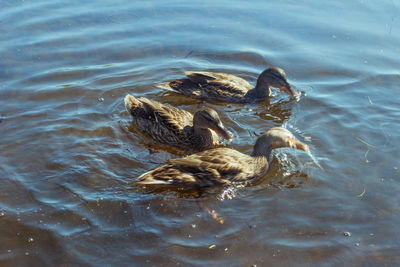 Close-up of duck swimming in sea