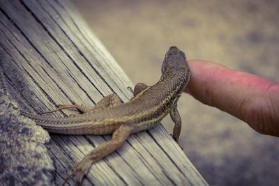 Close-up of a lizard on wood touched by finger