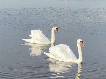 Swan swimming in lake