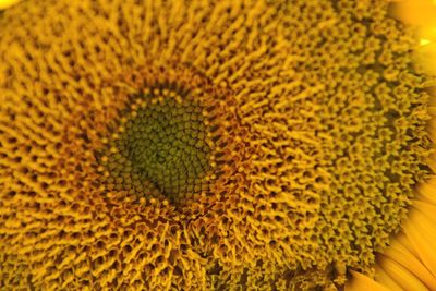 Full frame shot of sunflower