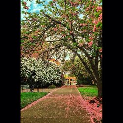 Trees in park