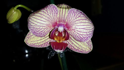 Close-up of flowers