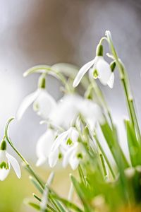 Close-up of white flowering plant