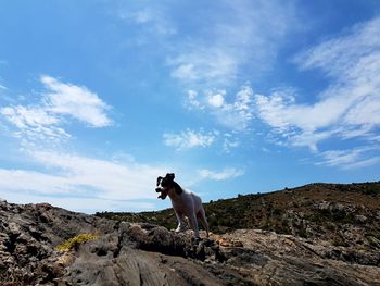 Low angle view of dog standing on rock against sky