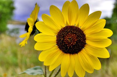 Close-up of sunflower