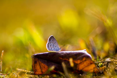 Close-up of butterfly on plant