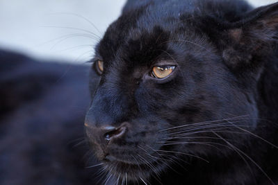 Close-up of black cat