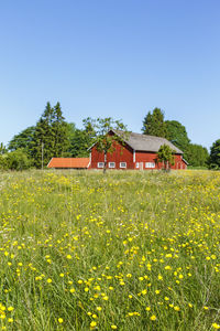 Yellow flowers growing on field by houses against clear sky