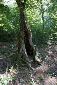 Tree trunk in forest