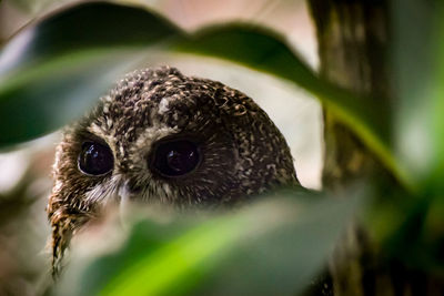 Close-up of bird