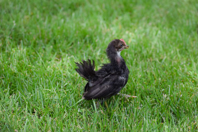 Close-up of bird on grassy field