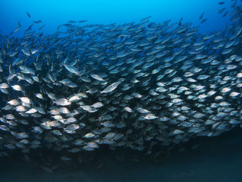 Fish swimming in sea