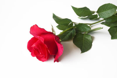 Close-up of rose plant against white background