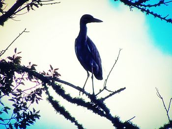 Low angle view of birds perching on branch