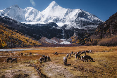 Horses on field against snowcapped mountains