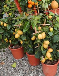 Close-up of fruits and potted plants