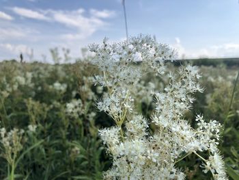 Close-up of white flowering plants on field