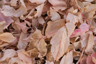 Full frame shot of autumn leaves